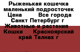 Рыженькая кошечка маленький подросточек › Цена ­ 10 - Все города, Санкт-Петербург г. Животные и растения » Кошки   . Красноярский край,Талнах г.